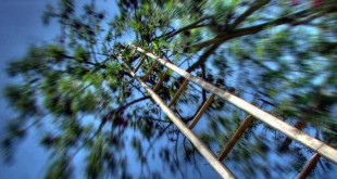 Baş Dönmesi Vertigo